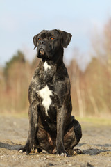 cane corso, chien de cour italien