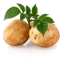 Young potatoes with sprout
