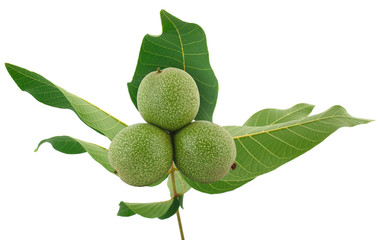Green walnuts on branch