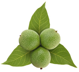 Green walnuts on leafs