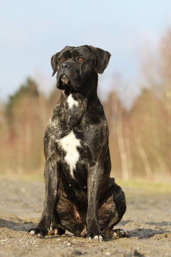 cane corso, chien de cour italien Stock Photo | Adobe Stock
