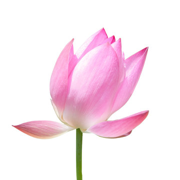 Fototapeta lotus flower isolated on white