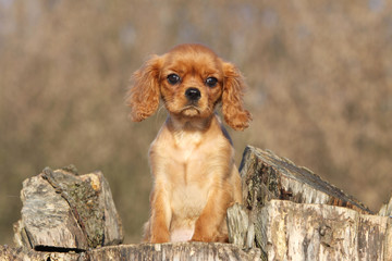 chiot cavalier king Charles assis fièrement © Dogs