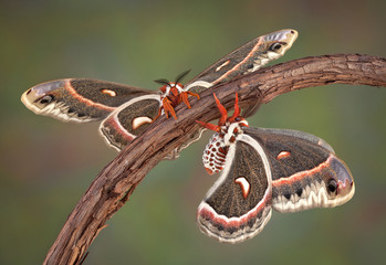 Two Cecropia moths on a vine