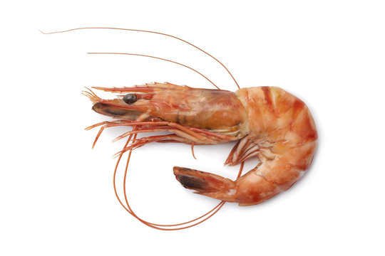 Whole single cooked shrimp