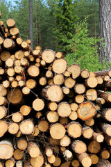 Cut Wooden Logs Stacked in Forest for Pulp or Energy