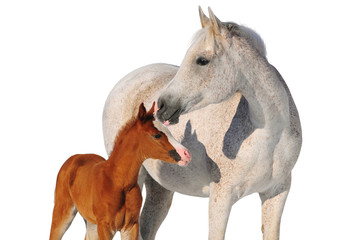 arab mare and foal isolated on white - obrazy, fototapety, plakaty