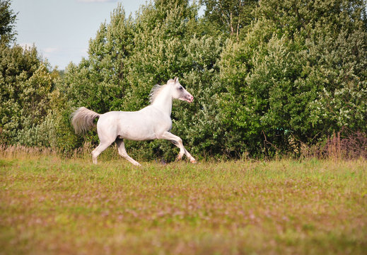 arab horse in field
