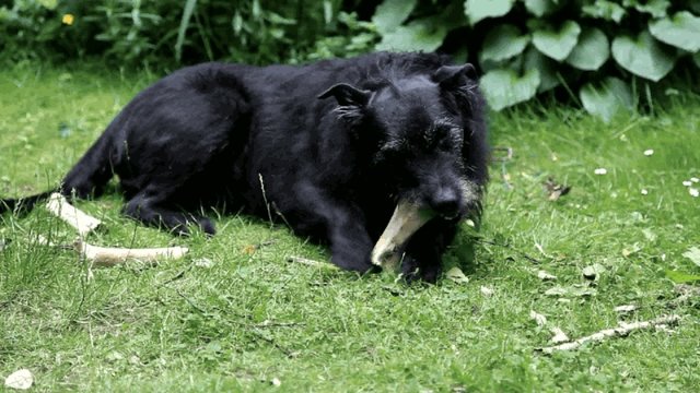 Knochen kauen