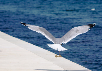 Gull landing