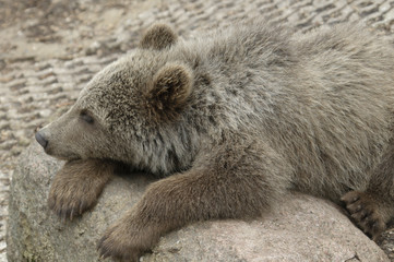 Obraz premium Cub of brown bear
