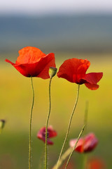 Papaver