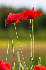 Obraz premium Papavers