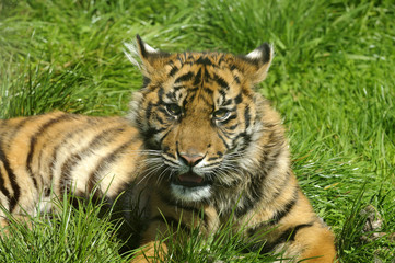 Siberian Tiger Cub