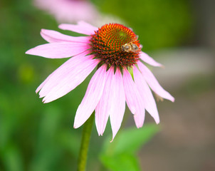 Echinacea Flower with Bee