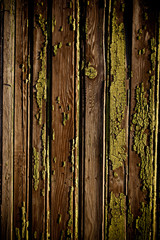 Wood green texture