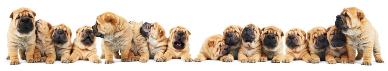 Fototapeta premium brood of sharpei puppies dogs