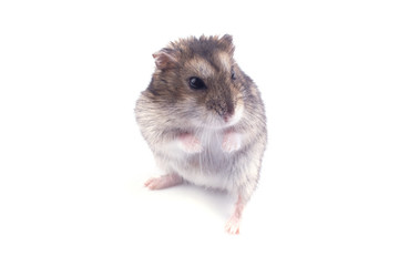 Hamster