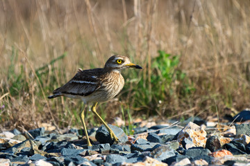 Eurasian Stone curlew (Burhinus oedicnemus)