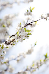 Blossom in spring