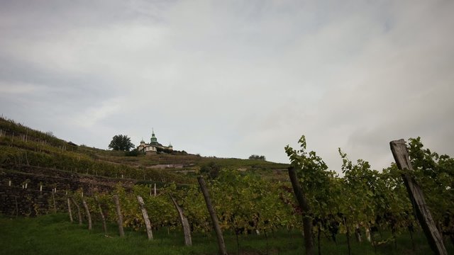 Vineyard Radebeul Timelapse