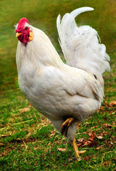 Beautiful white rooster on the green grass