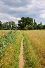 Fototapeta na wymiar Footpath through an English Meadow with poppies