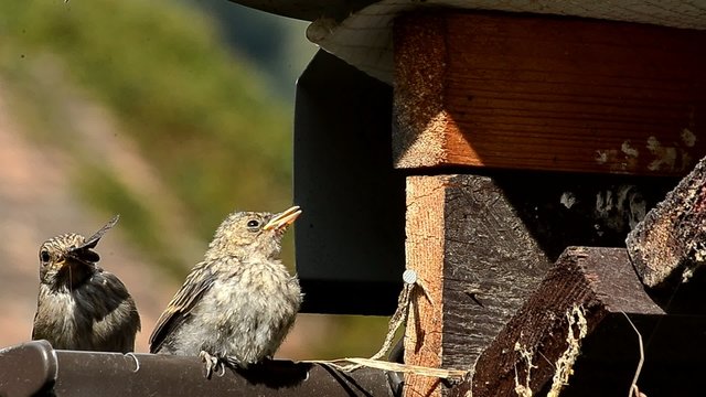 meadow pipit