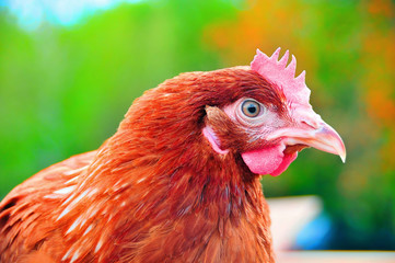 Chicken on a bright green background