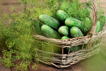 Harvest cucumbers in a basket