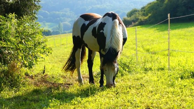 Appaloosa Pferd 9 sekunden