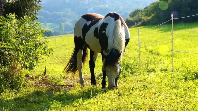 Appaloosa Pferd 15 Sekunden mit Partikel Effekte