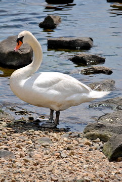 Mute Swan Standing on a Rocky Beach
