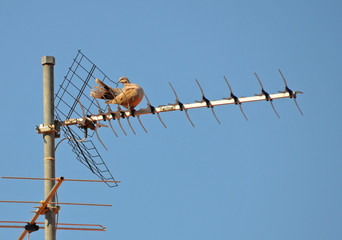 dove that clean oneself on the tv antenna