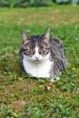 cute cat in the garden with closed eyes