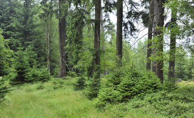 Fototapeta na wymiar Green forest in mountains