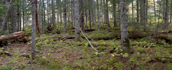 coniferous  forest