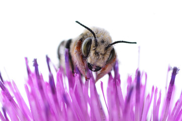 Bee on a Purple Thistle Flower