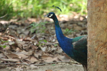 Peacock