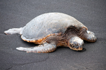 Sea turtle