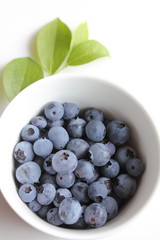 採れたてのブルーベリー