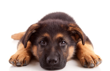 German Shepherd dog