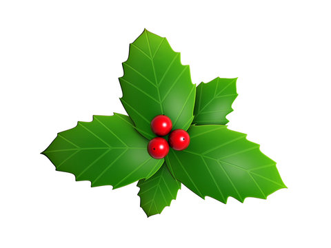 holly leaves and red berry isolated on white background