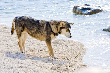 Croatia dog at the sea