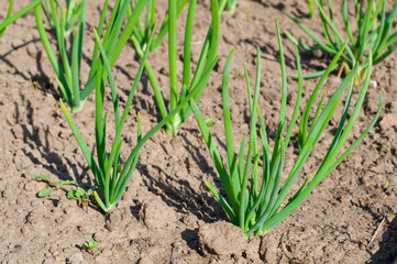 view of chive on the field.plantation onions