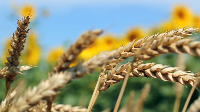 Wheat Ears In Wind