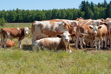 Obraz premium Landwirtschaft