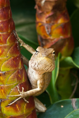 tree lizard ,phuket thailand