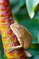 tree lizard ,phuket thailand