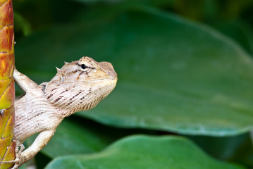 tree lizard ,phuket thailand